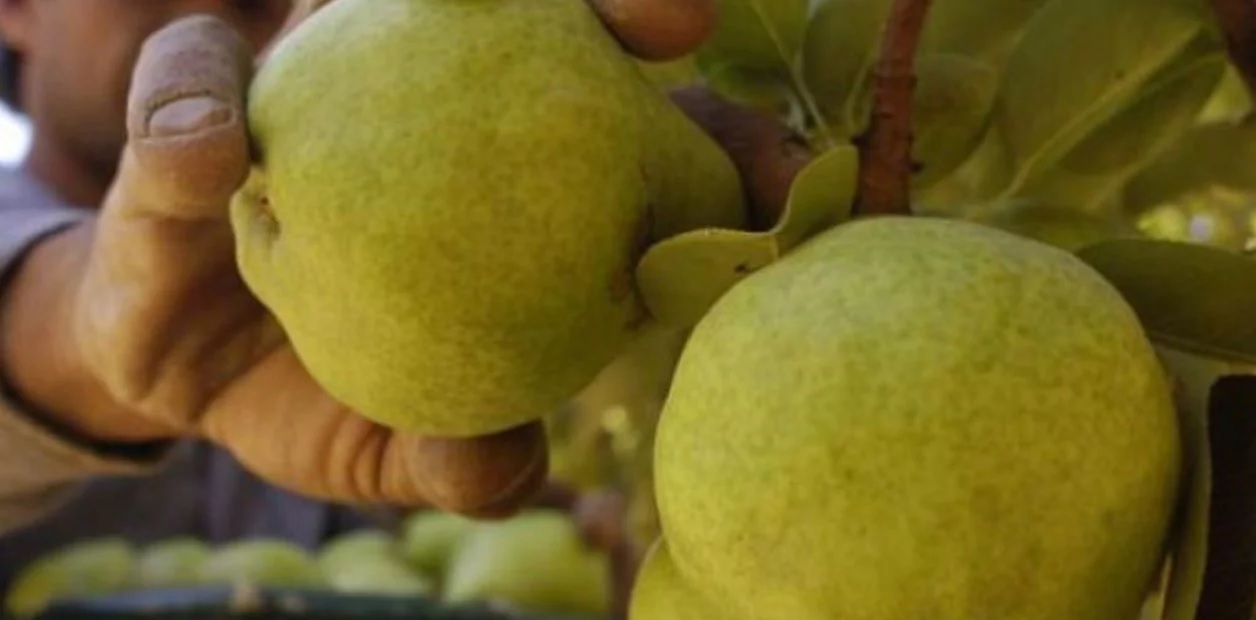 Un estudio académico seleccionó una bacteria de alto poder insecticida contra la carpocapsa que causa daños millonarios en la producción frutícola argentina.
