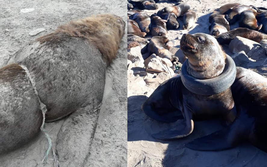 Un lobo marino atrapado en una rueda y otro animal muerto por una soga, las desoladoras postales de la contaminación