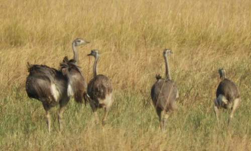 Ambiente relevó las zonas del futuro Parque Nacional Ansenuza