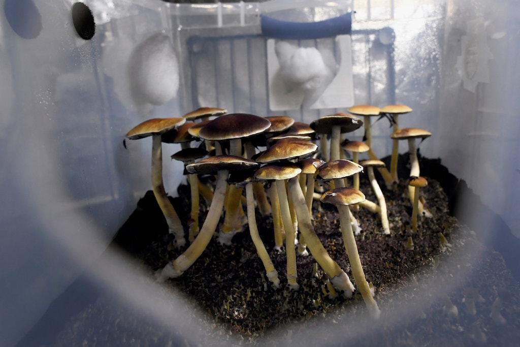 Hongos mazatecos de psilocibina listos para ser cosechados. Johns Hopkins creó un nuevo centro para estudiar los compuestos alucinógenos como la psilocibina, con el fin de tratar una variedad de problemas de salud mental.CreditCreditJoe Amon/MediaNews Group, vía The Denver Post, vía Getty Images