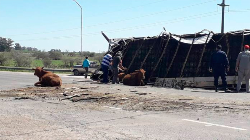 El camión volcó y murieron varios animales.