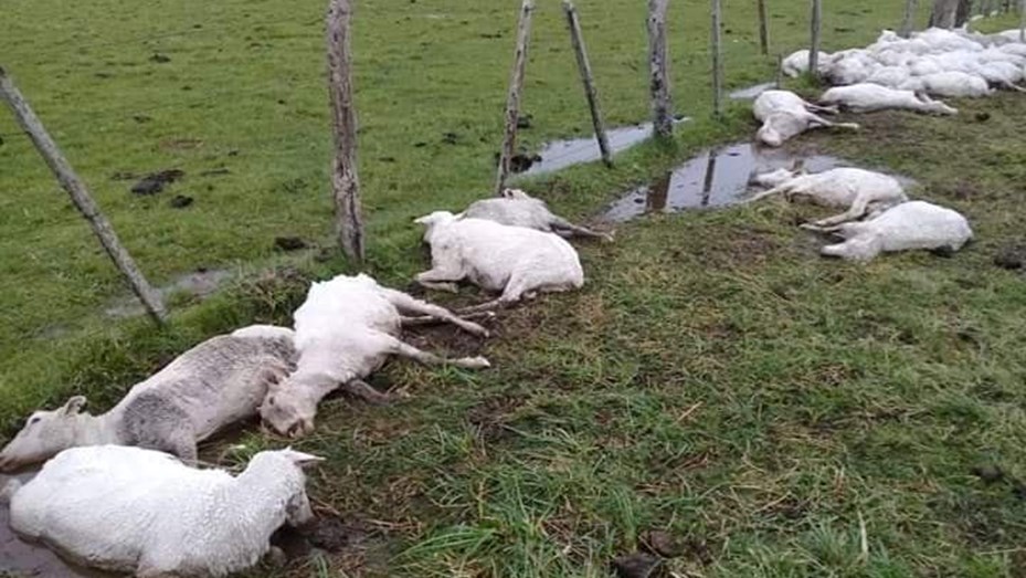 Unas 3.500 ovejas murieron en campos del departamento correntino de curuzú cuatiá tras un brusco cambio en las condiciones climáticas después de haber sido esquiladas.21