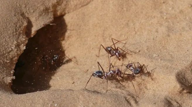 Estos insectos logran recorrer un metro por segundo coordinando de forma muy precisa sus seis patas