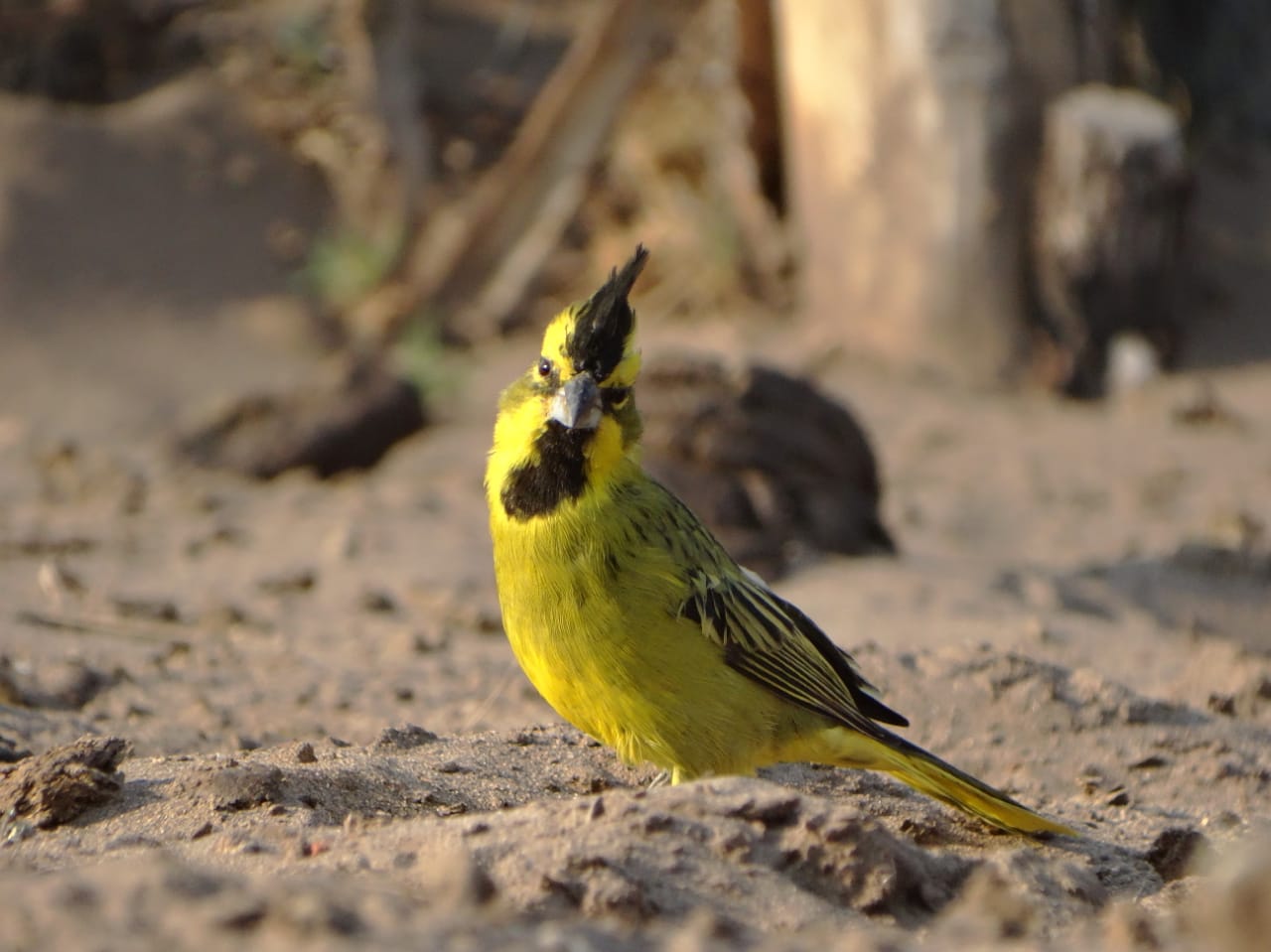 A 14 de ellos se les colocaron transmisores vhf, aportados por aves argentinas, para mejorar las posibilidades del monitoreo a distancia.