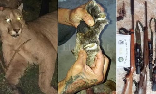 Buscan endurecer las penas tras la matanza ilegal de un puma