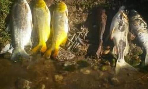 Mortandad de peces en el río Tercero: buscan determinar las causas