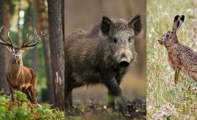Especies invasoras llegaron por diferentes razones, se adaptaron y no piensan irse