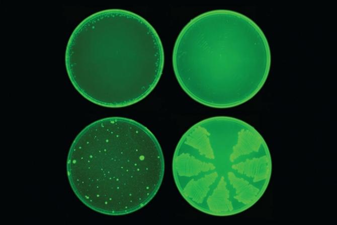 El nuevo sistema de inteligencia artificial ha logrado identificar un medicamento, al que se le ha dado el nombre de “halicina”, que mata muchas cepas de bacterias. La halicina (fila superior) previno el desarrollo de resistencia a los antibióticos en bacterias E. coli, mientras que la ciprofloxacina (fila inferior), no. (Imagen: Cortesía del Laboratorio de Collins en el MIT)