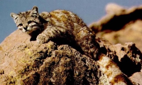 Guardaparques mendocinos documentan especies en extinción