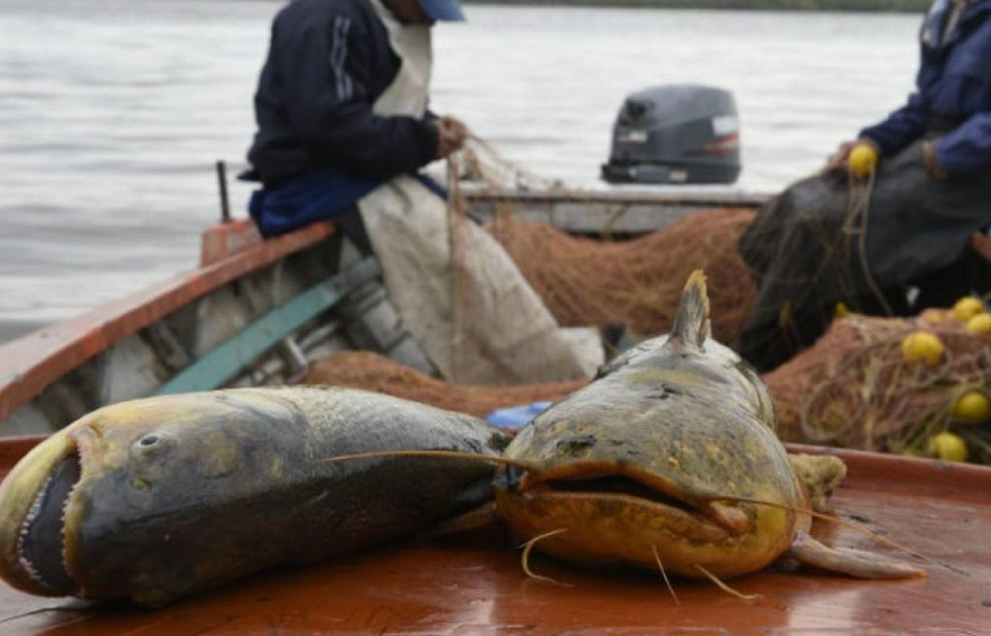 Evalúan medidas que resguarden el recurso ictícola ante la bajante del río Paraná