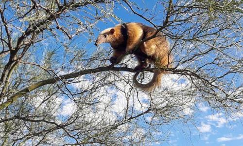 Técnicos de Ambiente indicaron los pasos a seguir si alguien encuentra un animal silvestre