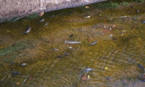 Contaminación del arroyo Vicario: 