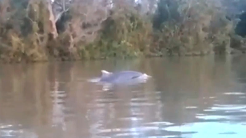 Un delfín apareció nadando en el río Paraná