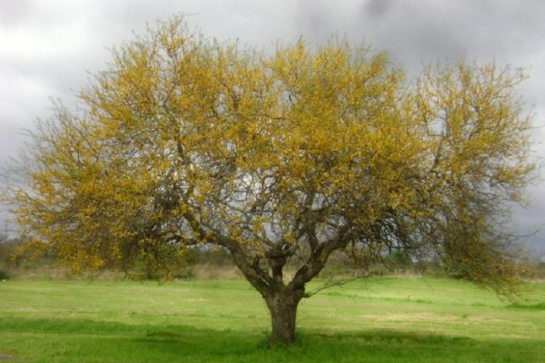 Un ejemplar de Vachellia Caven, o aromito.