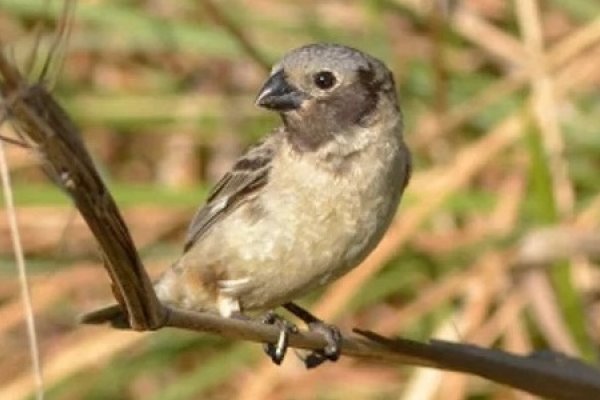 Ave en riesgo de extinción ahora será protegida