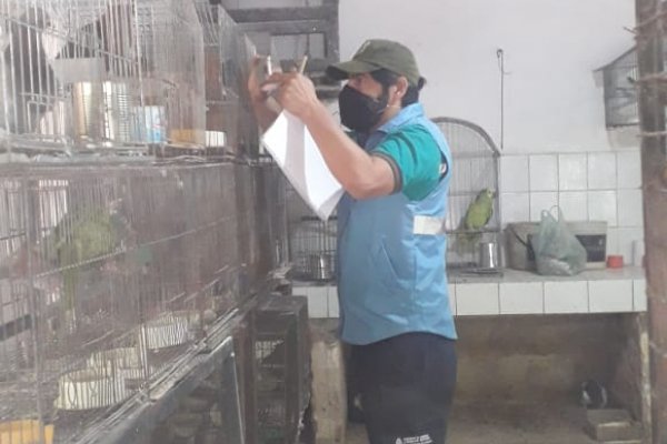 Una jaula encima de la otra, con loros.