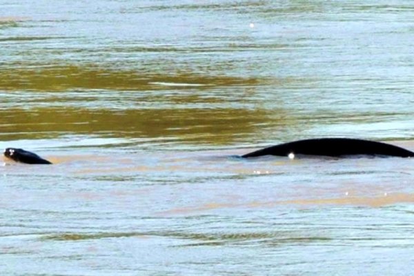 La anaconda apareció en el río Uruguay.