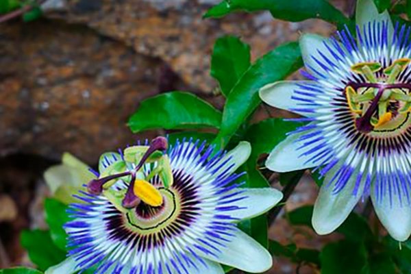 Pasiflora, una planta natural relajante.