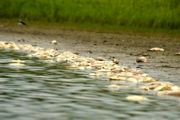 Un paisaje desolador, con cientos de peces muertos