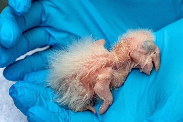 Nacieron dos guacamayos de una especie en peligro