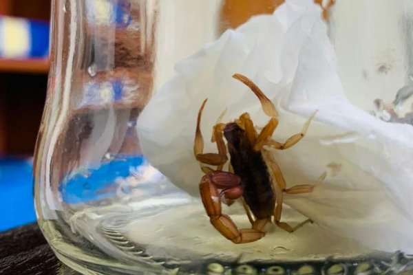Alacranes y calor: Cómo evitar que aparezcan en casa