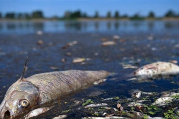 Poważne zanieczyszczenie polskiej rzeki Odry – Międzynarodowy