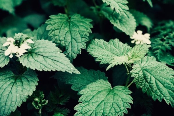 Five major benefits of nettle for your body – Health and Wellbeing