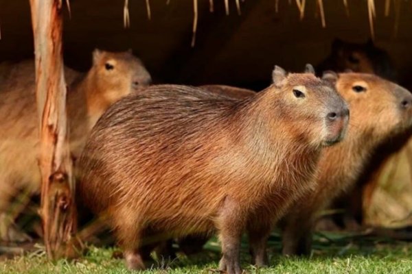 Polémica en Nordelta: ambientalistas denuncian operativos para trasladar a los carpinchos