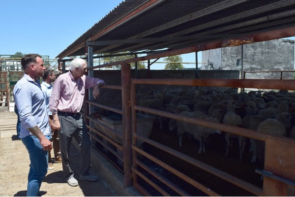 Este martes comenzó en Gualeguay la faena de ovinos para exportar a Kuwait
