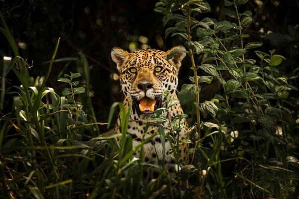 El jaguar en el centro del mundo