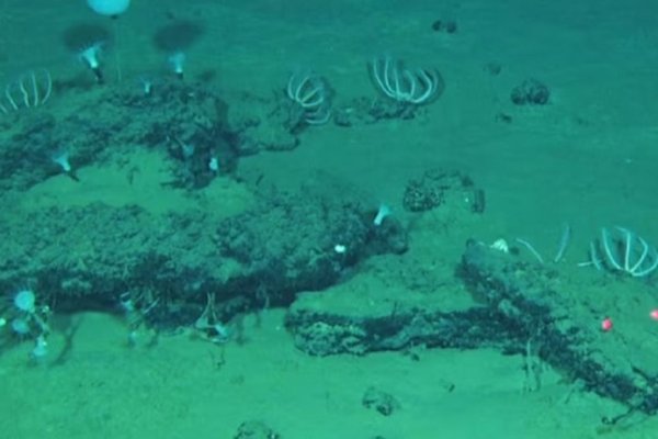 Encuentran el cementerio de ballenas más profundo en el océano Índico