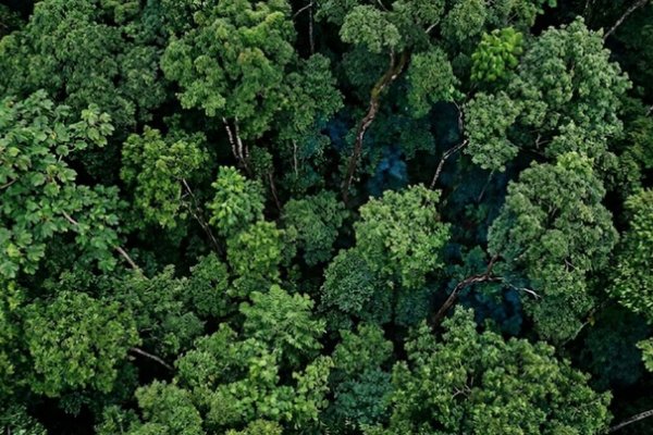 Degradación de bosques tropicales: alertan por el impacto en el agua, el clima y la biodiversidad