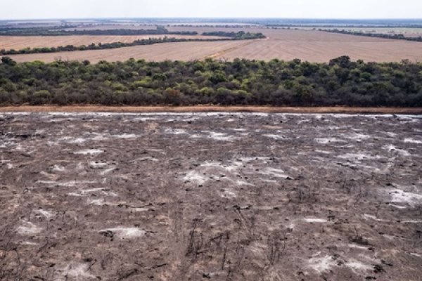 Una empresa extranjera solicitó permisos para intervenir casi 80 mil hectáreas de monte