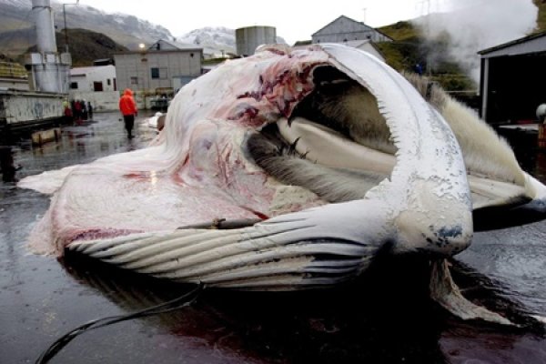 Islandia retoma la caza de ballenas y reaviva el debate por el consumo de su carne