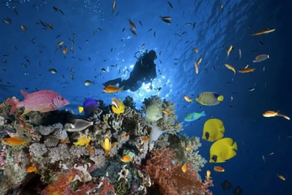 El 92 por ciento de los animales marinos analizados a 2.000 metros de profundidad contenía partículas sintéticas